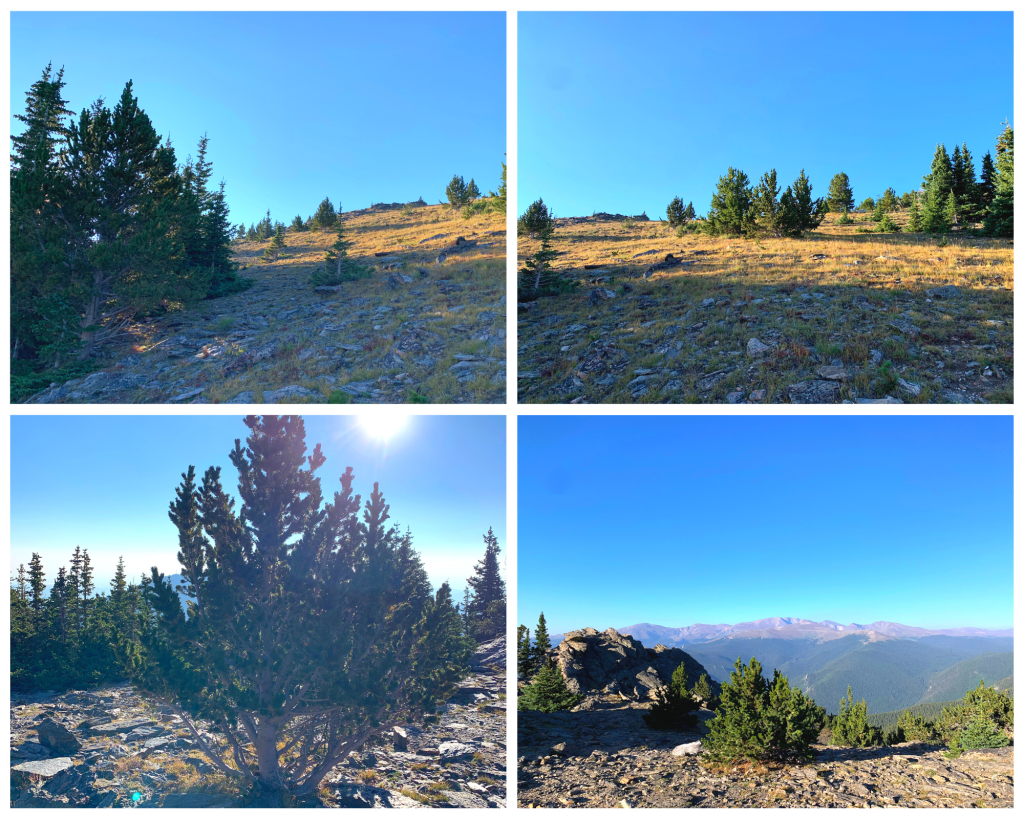 Arapaho National Forest - Idaho Springs, Colorado - Chief Mountain Trail- photo collage of trail above main tree line